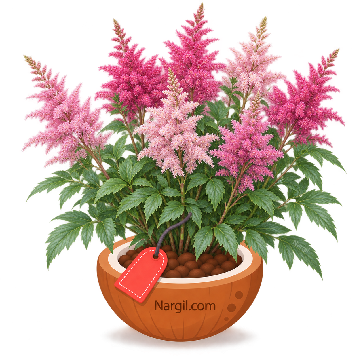 Nargil_Astilbe japonica